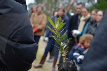 150 castanheiros vão ser plantados em Terroso