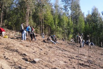 Mais 1400 freixos para plantar em Macieira