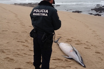 Golfinho deu à costa na praia do Carvalhido